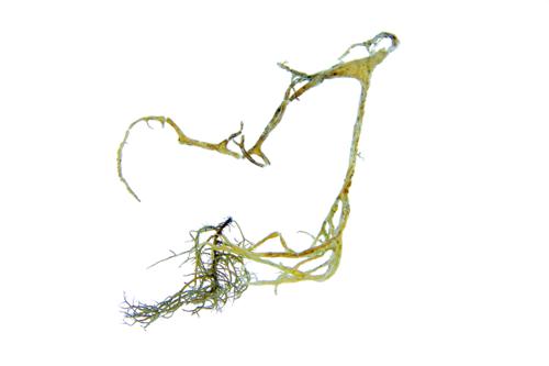 Boreal Oakmoss Lichen 